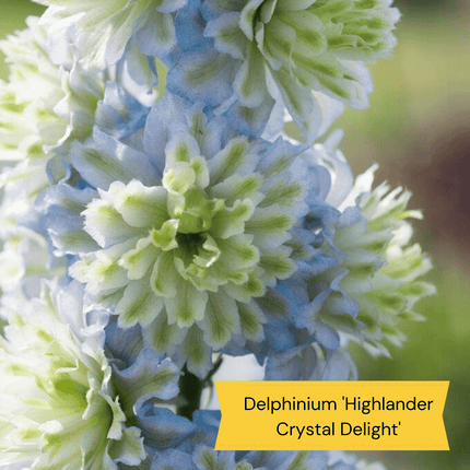 Delphinium Collection Perennial Bedding