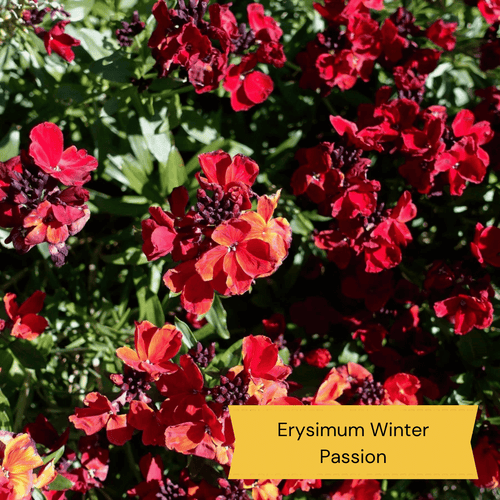 All Year Round Plants | The best hardy perennials Perennial Bedding