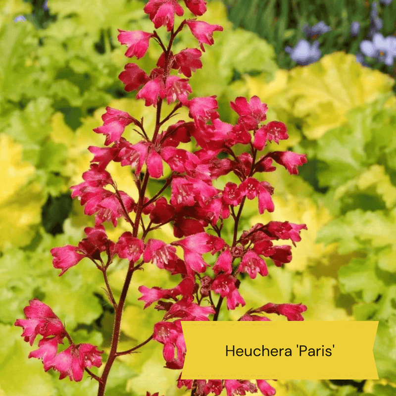 The Meadow Garden | Plants for a Natural Look Perennial Bedding