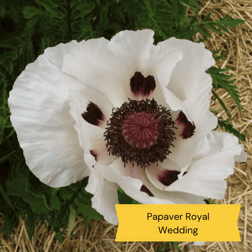 Sun Loving Perennials | Best Plants for Full Sun Perennial Bedding
