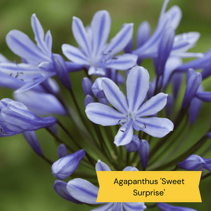 Top Tall Perennials | Plants for Height and Structure Perennial Bedding