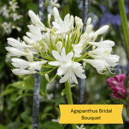 Best Tall Flowers | Perennials for Colour and Height Perennial Bedding