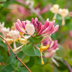 Honeysuckle 'Serotina' | Lonicera Periclymenum | On a 90cm Cane in a 3L Pot Climbing Plants