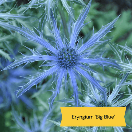 Mediterranean Garden Collection | Drought tolerant plants Perennial Bedding