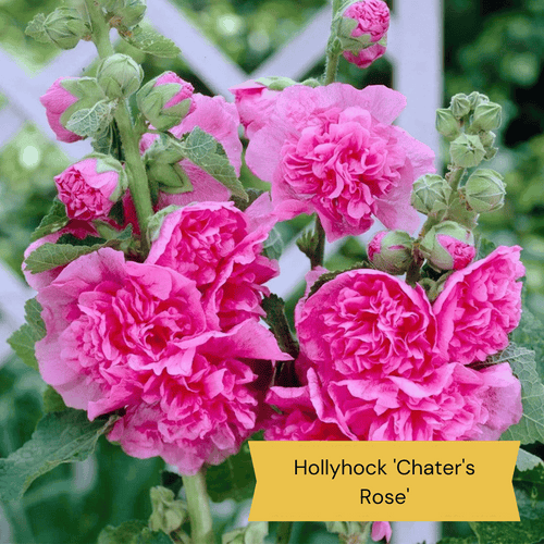 Sun Loving Perennials | Best Plants for Full Sun Perennial Bedding