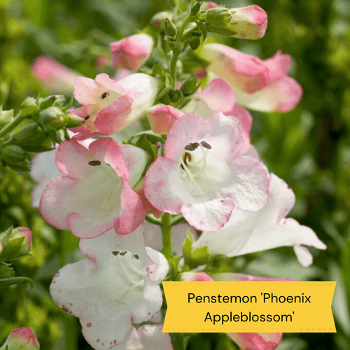 Plants for Butterflies and Bees | Perfect for Pollinators Perennial Bedding