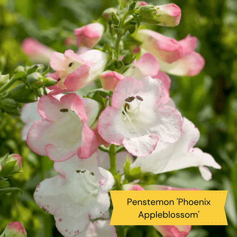 Plants for Butterflies and Bees | Perfect for Pollinators Perennial Bedding