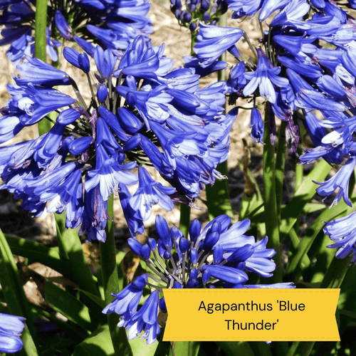 Early Flowering Perennial Collection Perennial Bedding