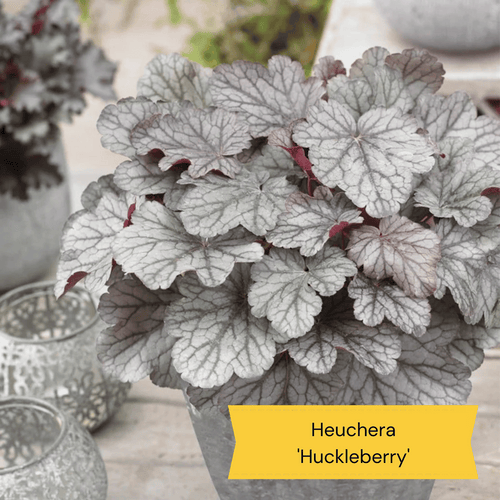 Sensory Garden Plants | Tactile, Bright & Fragrant Perennial Bedding