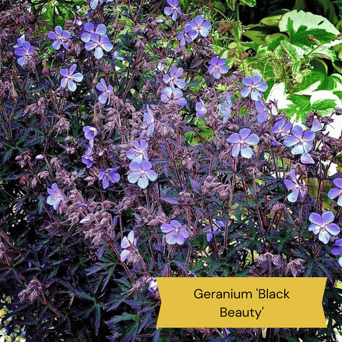 The Meadow Garden | Plants for a Natural Look Perennial Bedding