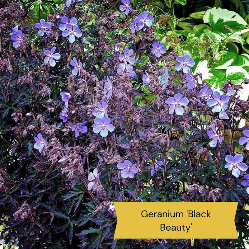 The Meadow Garden | Plants for a Natural Look Perennial Bedding