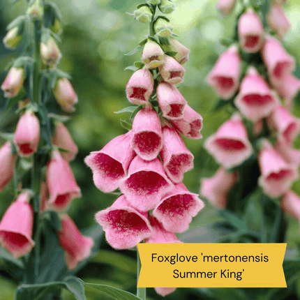 Best Tall Flowers | Perennials for Colour and Height Perennial Bedding