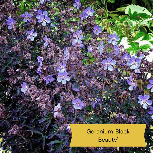 All Year Round Plants | The best hardy perennials Perennial Bedding