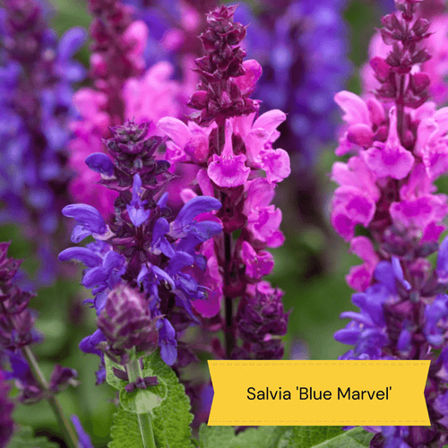 Plants for Butterflies and Bees | Perfect for Pollinators Perennial Bedding