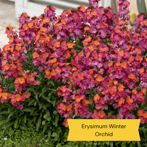 Early Flowering Perennial Collection Perennial Bedding
