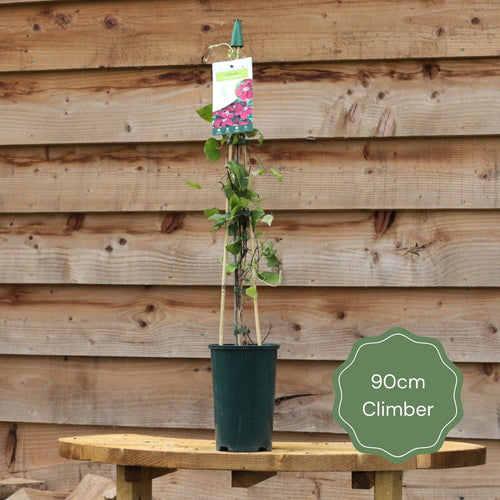 Trailing Abutilon | Abutilon megapotamicum Climbing Plants