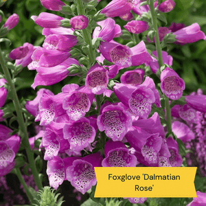 Pink & Purple Perennial Plants Collection | Flower, Foliage and Height Perennial Bedding