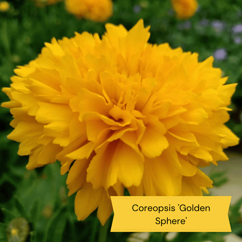 Easy to Grow Plants | Low Maintenance, Big on Colour Perennial Bedding