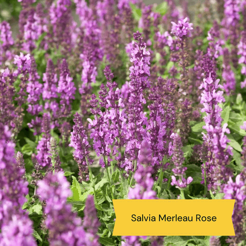 Early Flowering Perennial Collection Perennial Bedding