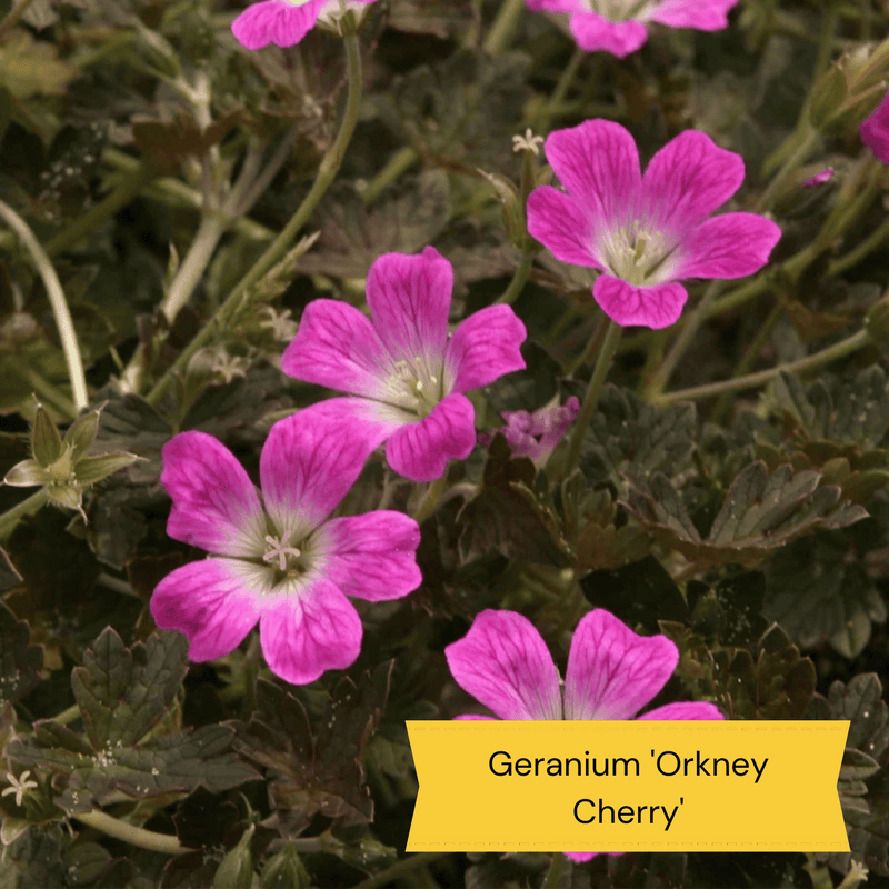 Sun Loving Perennials | Best Plants for Full Sun Perennial Bedding