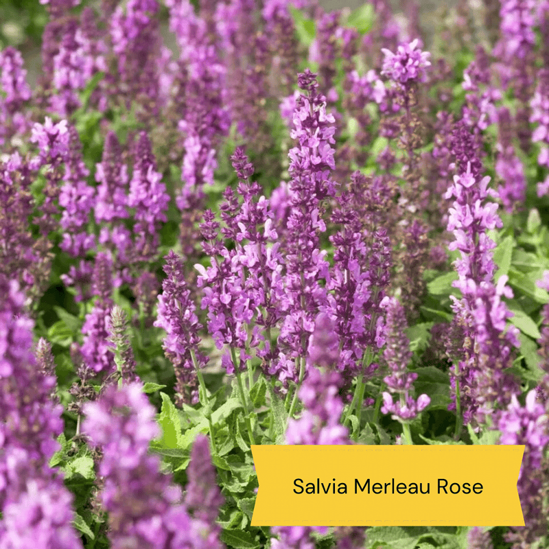 Best Plants for Pots | Perennials for Container Gardens Perennial Bedding