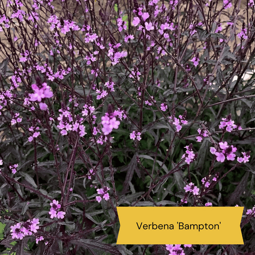 Best Tall Flowers | Perennials for Colour and Height Perennial Bedding
