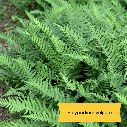 All Year Round Plants | The best hardy perennials Perennial Bedding