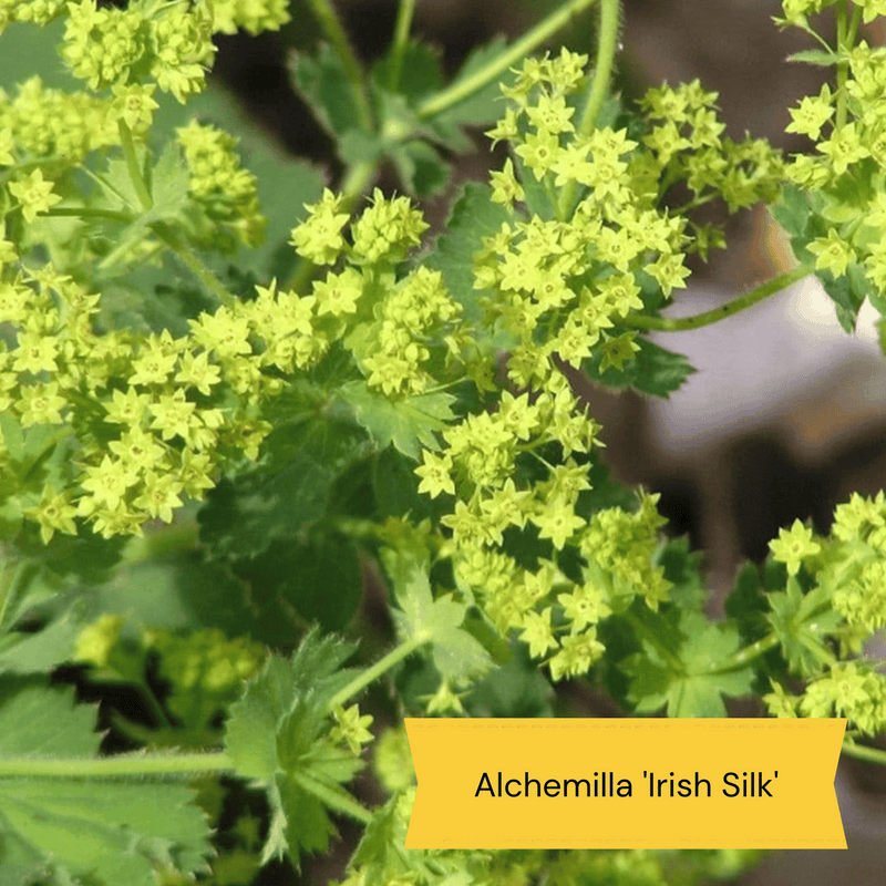 The Meadow Garden | Plants for a Natural Look Perennial Bedding