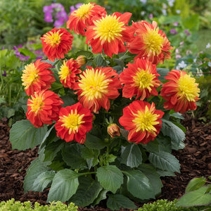 The Waterloo Sunset Pot Collection | Petunia, Dahlia & Begonia Annual Bedding