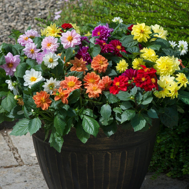 40 Mixed Dahlia 'Figaro' Plug Plants Annual Bedding