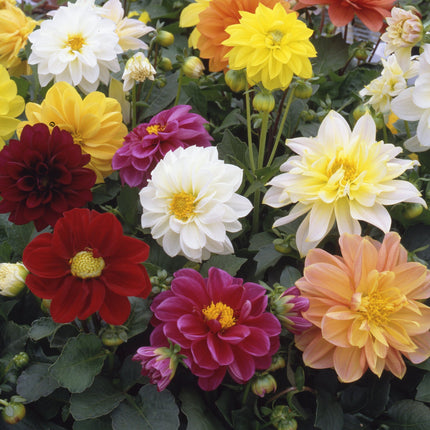 40 Mixed Dahlia 'Figaro' Plug Plants Annual Bedding