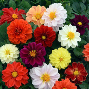 40 Mixed Dahlia 'Figaro' Plug Plants Annual Bedding