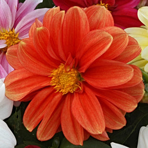 40 Mixed Dahlia 'Figaro' Plug Plants Annual Bedding