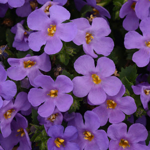 The Summer Serenity Pot | Petunia, Bacopa & Dahlia Annual Bedding