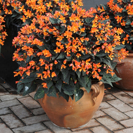 5 Begonia 'Glowing Embers' Jumbo Plug Plants Annual Bedding