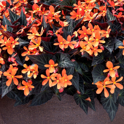 5 Begonia 'Glowing Embers' Jumbo Plug Plants Annual Bedding