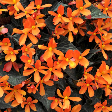 5 Begonia 'Glowing Embers' Jumbo Plug Plants Annual Bedding
