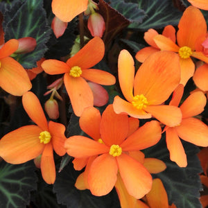 5 Begonia 'Glowing Embers' Jumbo Plug Plants Annual Bedding