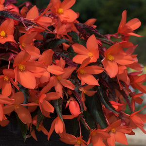 The Waterloo Sunset Pot Collection | Petunia, Dahlia & Begonia Annual Bedding