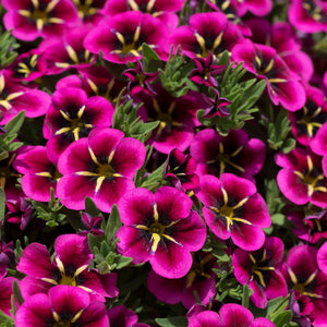 The Dark Side of the Moon Collection for Baskets and Pots | Calibrachoa, Petunia & Dahlia Annual Bedding