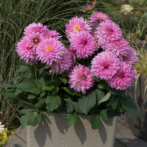 5 Dahlia Dalina Maxi 'Salinas' Jumbo Plug Plants Annual Bedding