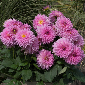 5 Dahlia Dalina Maxi 'Salinas' Jumbo Plug Plants Annual Bedding