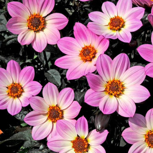 5 Dahlia 'Happy Days Pink' Jumbo Plug Plants Annual Bedding