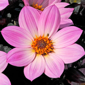 5 Dahlia 'Happy Days Pink' Jumbo Plug Plants Annual Bedding