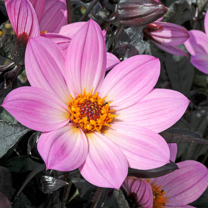 5 Dahlia 'Happy Days Pink' Jumbo Plug Plants Annual Bedding
