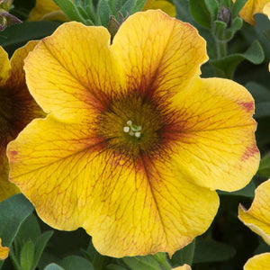 The Waterloo Sunset Pot Collection | Petunia, Dahlia & Begonia Annual Bedding