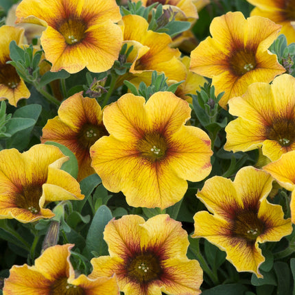 The Waterloo Sunset Pot Collection | Petunia, Dahlia & Begonia Annual Bedding