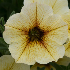 The Summer Serenity Pot | Petunia, Bacopa & Dahlia Annual Bedding