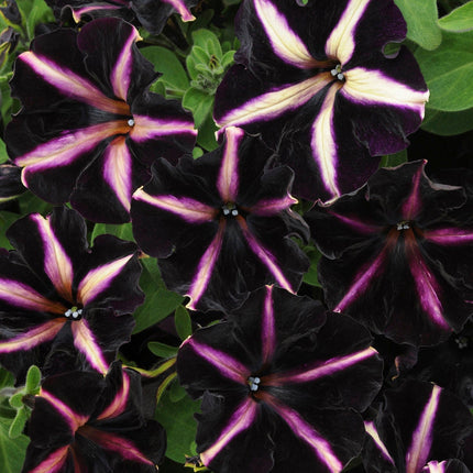 The Dark Side of the Moon Collection for Baskets and Pots | Calibrachoa, Petunia & Dahlia Annual Bedding