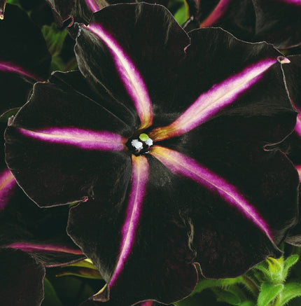 The Dark Side of the Moon Collection for Baskets and Pots | Calibrachoa, Petunia & Dahlia Annual Bedding